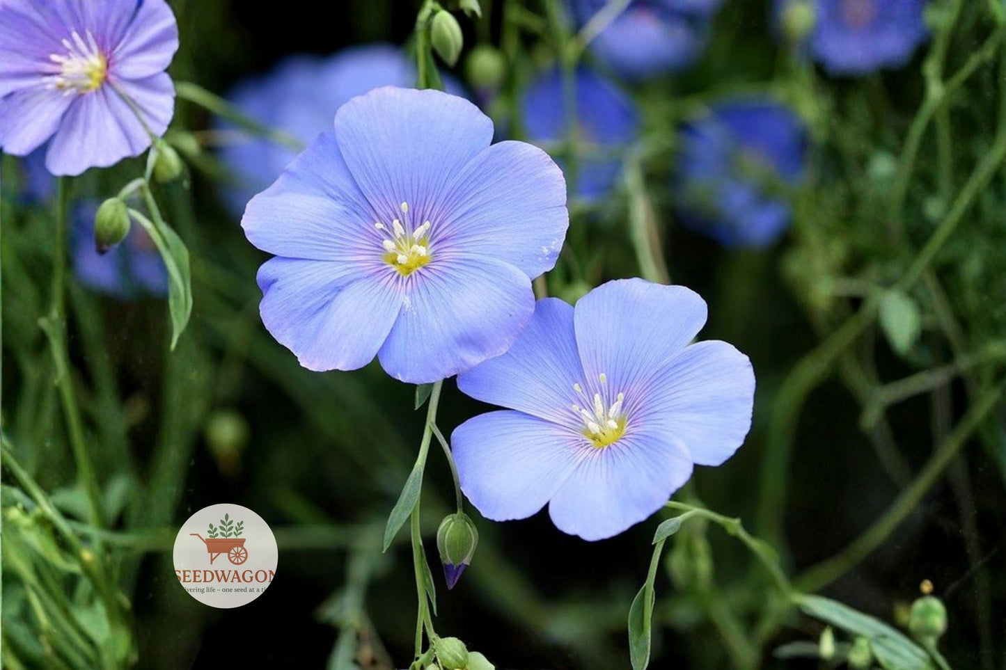 blue flax seeds, perennial wildflower seeds, pollinator garden seeds, sky blue flower seeds, drought tolerant seeds, native plant seeds, meadow flower seeds, cottage garden seeds, bee attracting seeds, butterfly garden seeds, low maintenance seeds, wildflower seed packet, perennial flower seeds