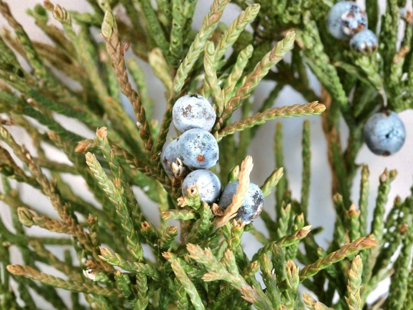Eastern Red Cedar Seeds | Juniperus virginiana | Evergreen Conifer for Landscaping & Privacy Screening