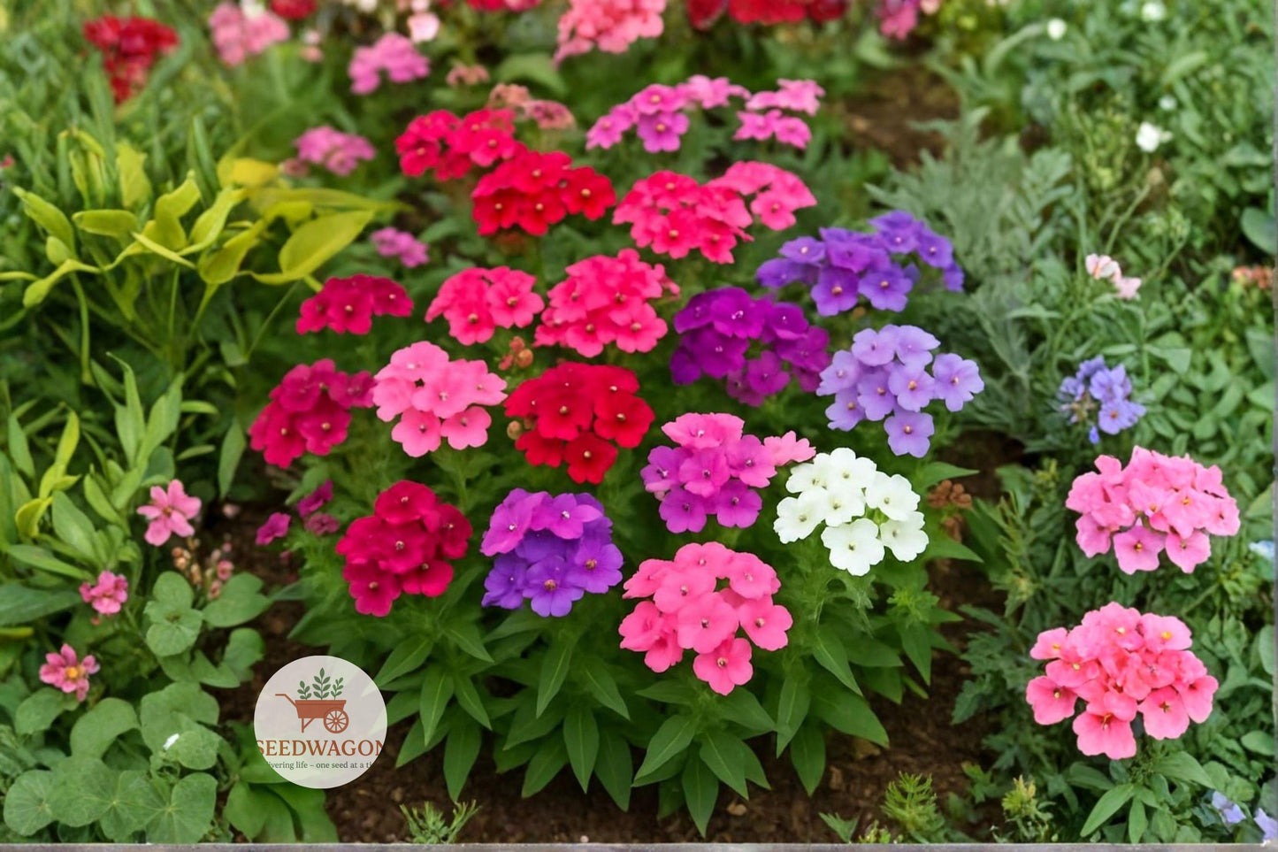 pollinator garden seeds, colorful flower seeds, annual wildflower seeds, cottage garden plants, bee attracting seeds, butterfly garden seeds, mixed color flower seeds, border flower seeds, container plant seeds, seasonal bloom seeds, easy grow flower seeds, pollinator friendly seeds, vibrant flower seeds