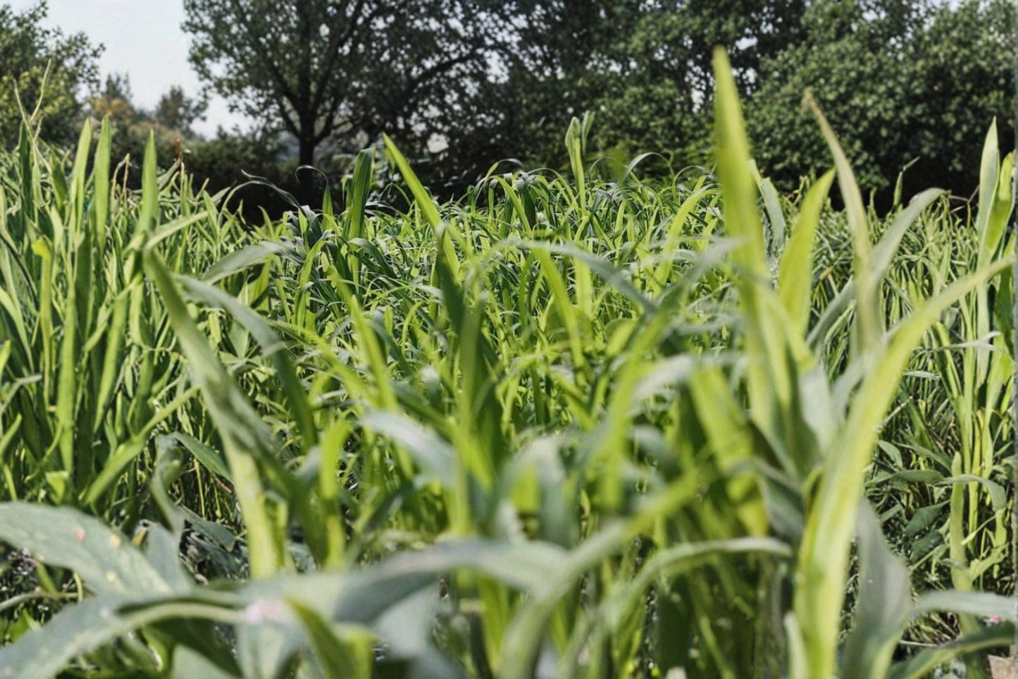 Egyptian Wheat Seeds – Sorghum bicolor Grain Crop for Garden and Field Planting, Tall Grass, Full Sun, Well-Drained Soil
