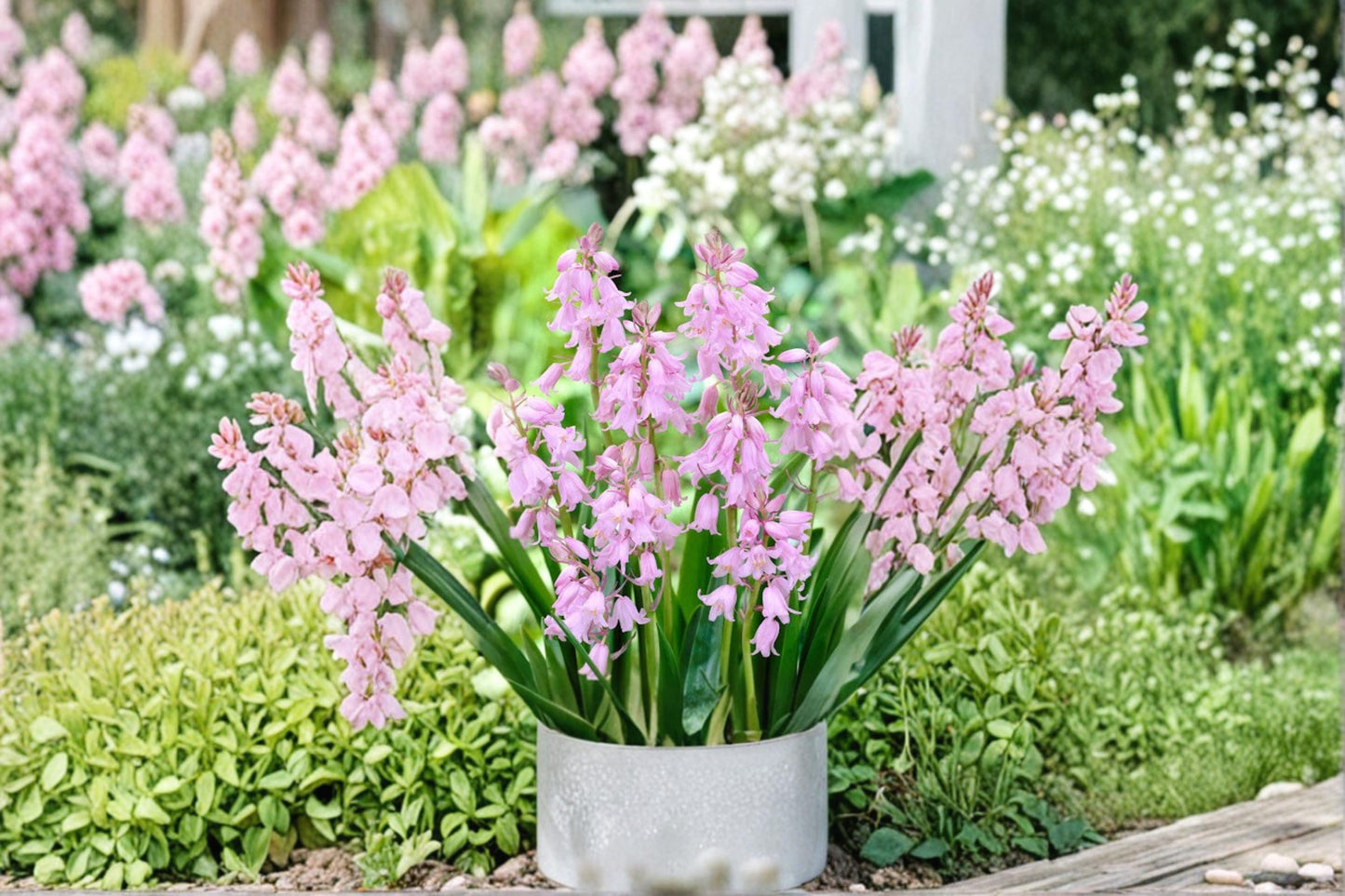Spanish Bluebell Pink Bulb – Hyacinthoides hispanica, Spring Flowering Perennial for Garden Beds & Naturalizing