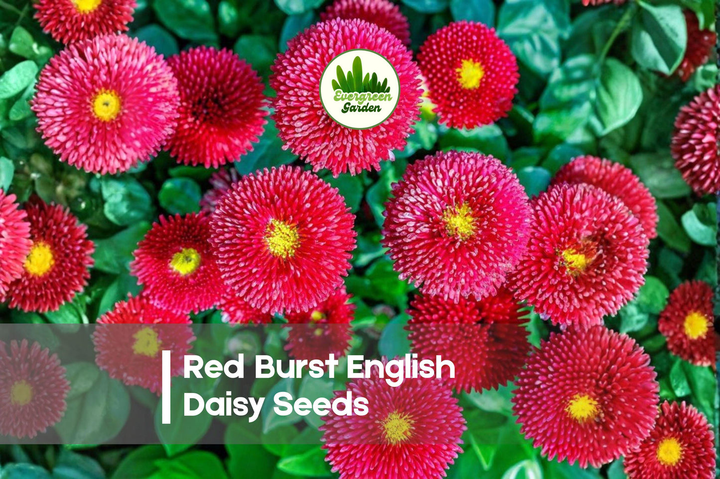 Red Burst English Daisy Seeds – 200 Compact Bellis perennis for Borders, Containers, Spring Bloom, Red Flowers