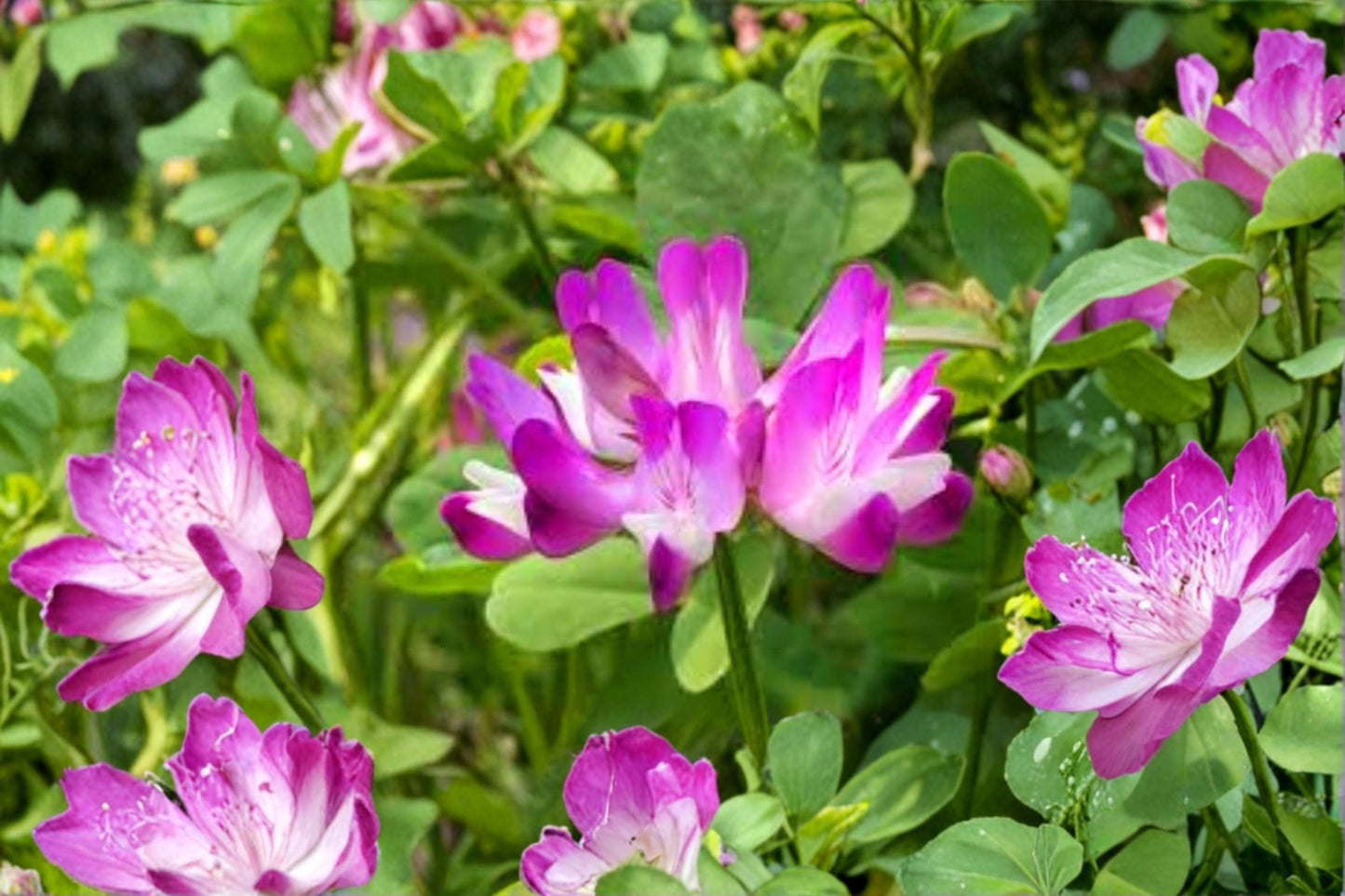 Chinese Milk Vetch Seeds – 500 Astragalus sinicus Cover Crop & Ground Cover for Garden & Agriculture