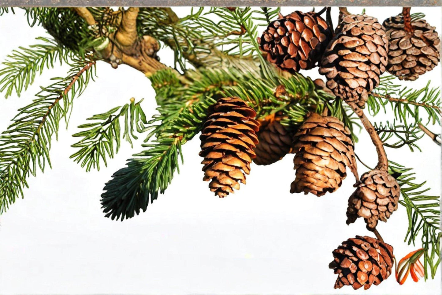 Fortune's Keteleeria Seeds – Keteleeria fortunei Evergreen Conifer Tree for Landscape & Collection, 30 Seeds