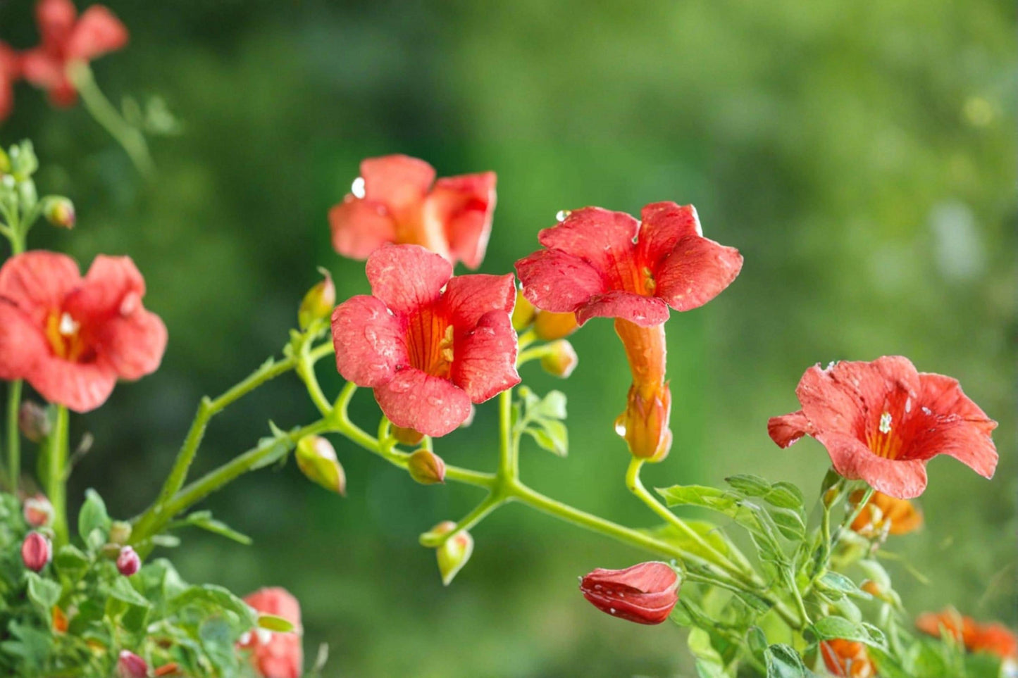 Hummingbird Trumpet Vine Seeds – Campsis radicans Flowering Climber for Garden Trellises & Pollinator Attraction