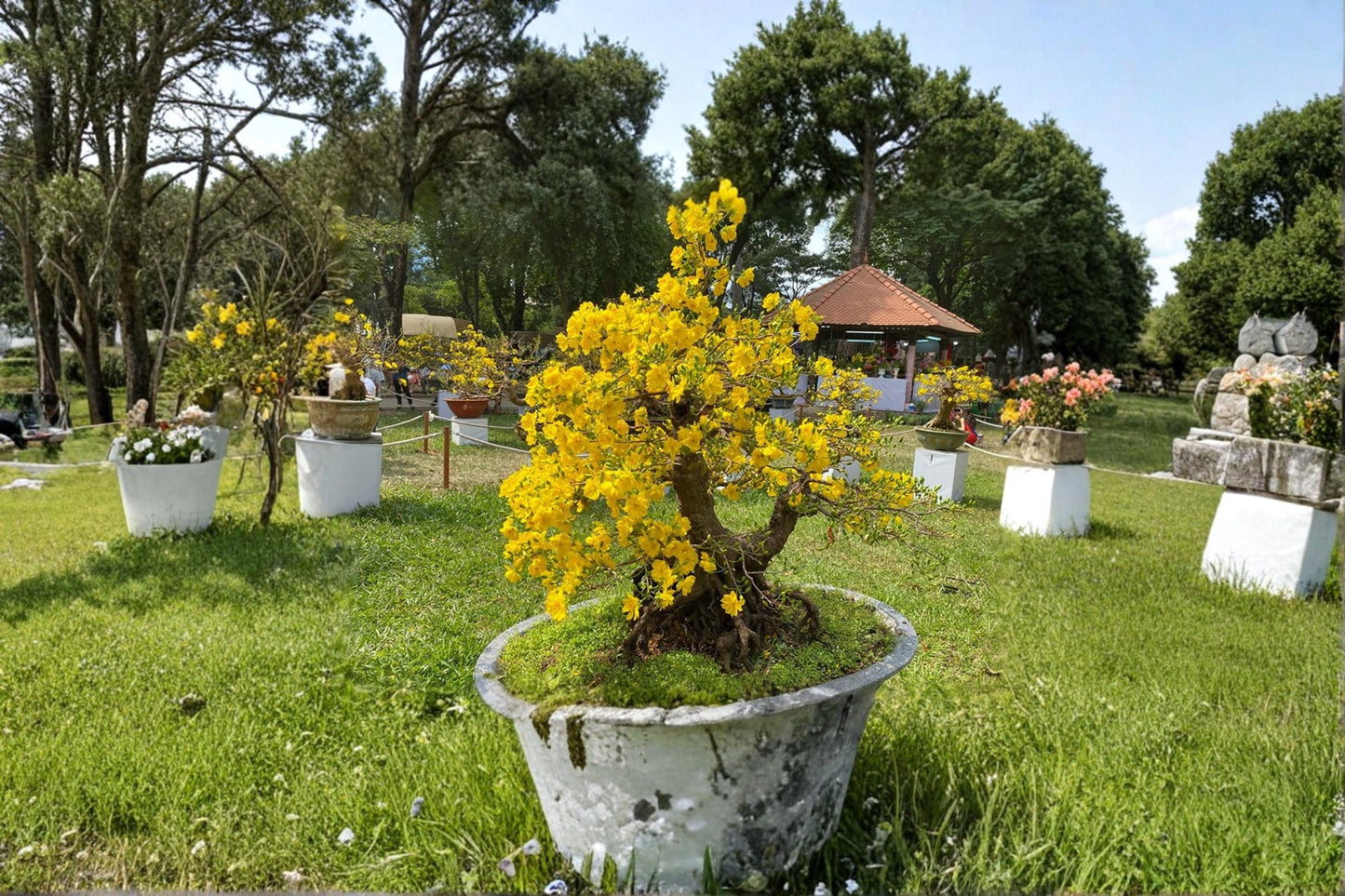 Apricot Bonsai Tree Seeds – Prunus armeniaca, Flowering Fruit Tree, Ornamental Spring Blooms, Bonsai Cultivation, Garden & Patio