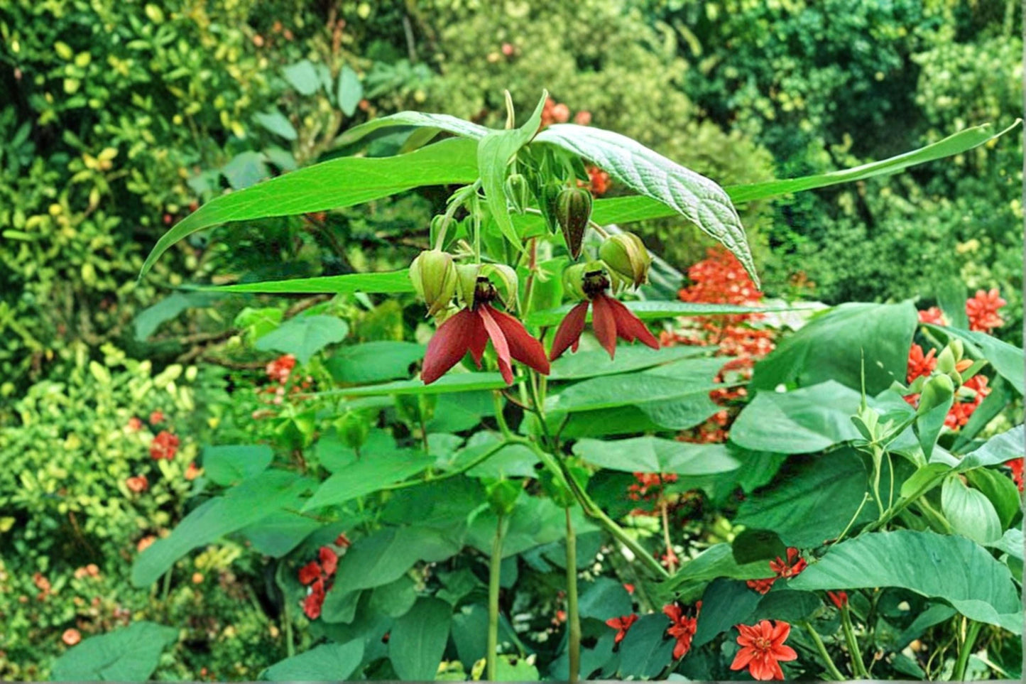 Devil’s Cotton Seeds – Abroma Augusta Tropical Shrub with Maroon to Purple Flowers, 30 Seeds