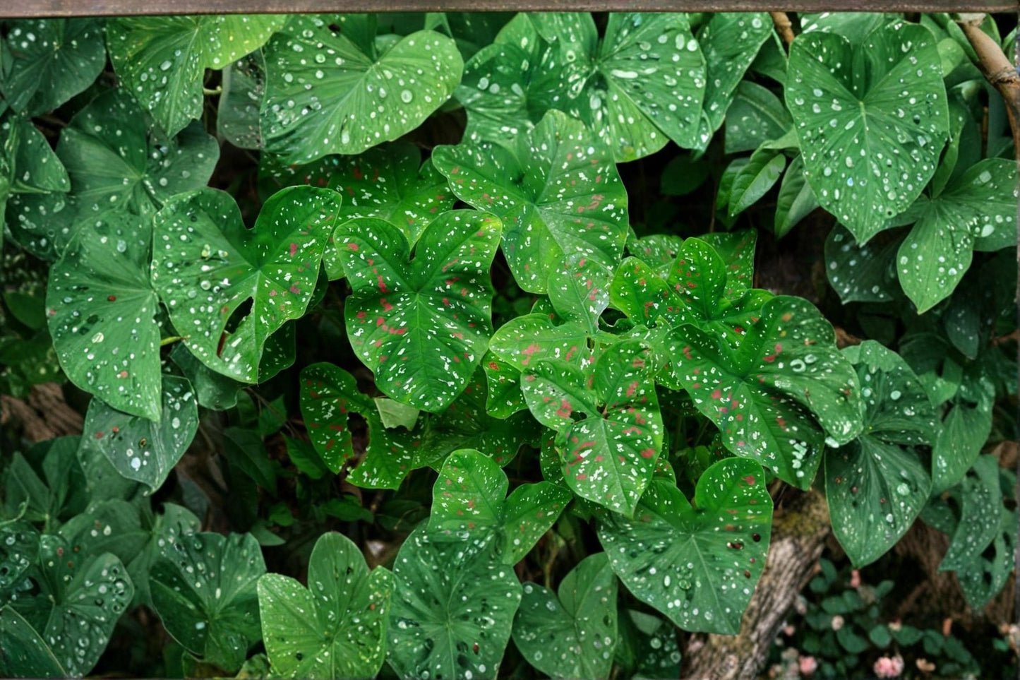 Florida Clown Caladium Bulbs – Caladium bicolor Foliage Plant for Shade Gardens & Containers, 10 Bulbs