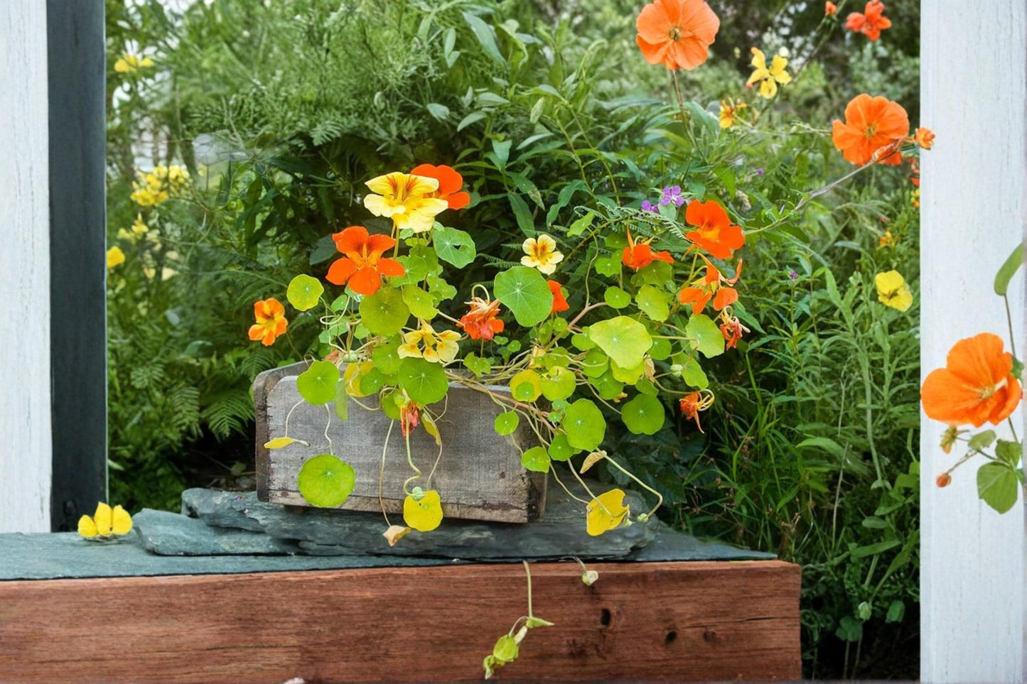Trailing Mix Nasturtium Seeds – Flowering Vine, Mixed Colors, Tropaeolum majus, Annual, Garden Borders & Containers