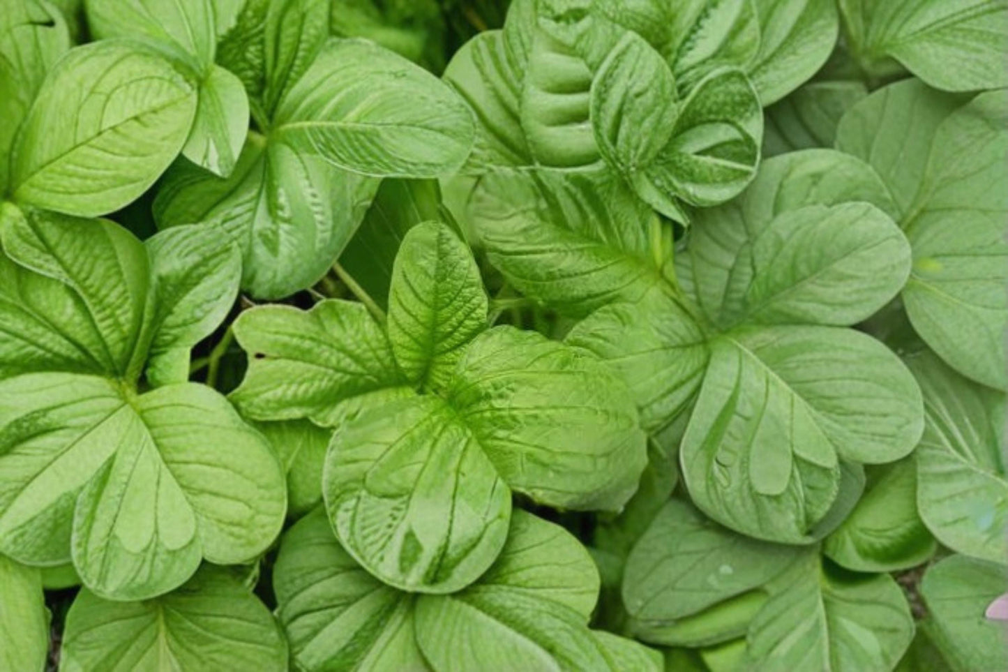 Green Amaranth Spinach Seeds – Amaranthus tricolor, Edible Leafy Vegetable, Garden & Container Planting, 100+ Seeds