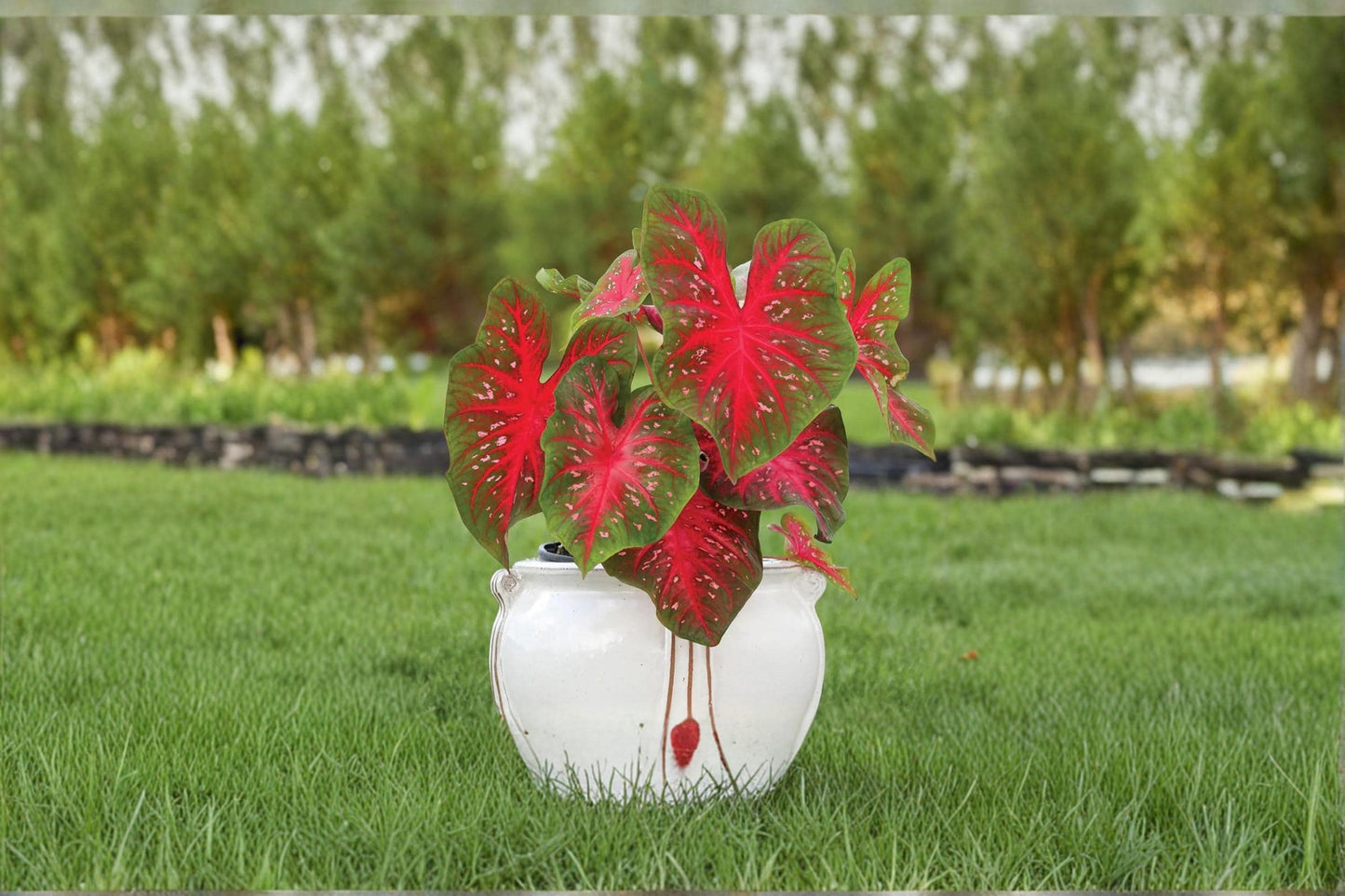 Red Flash Caladium Bulb – Caladium bicolor, Tropical Shade Foliage Plant for Garden Beds & Containers