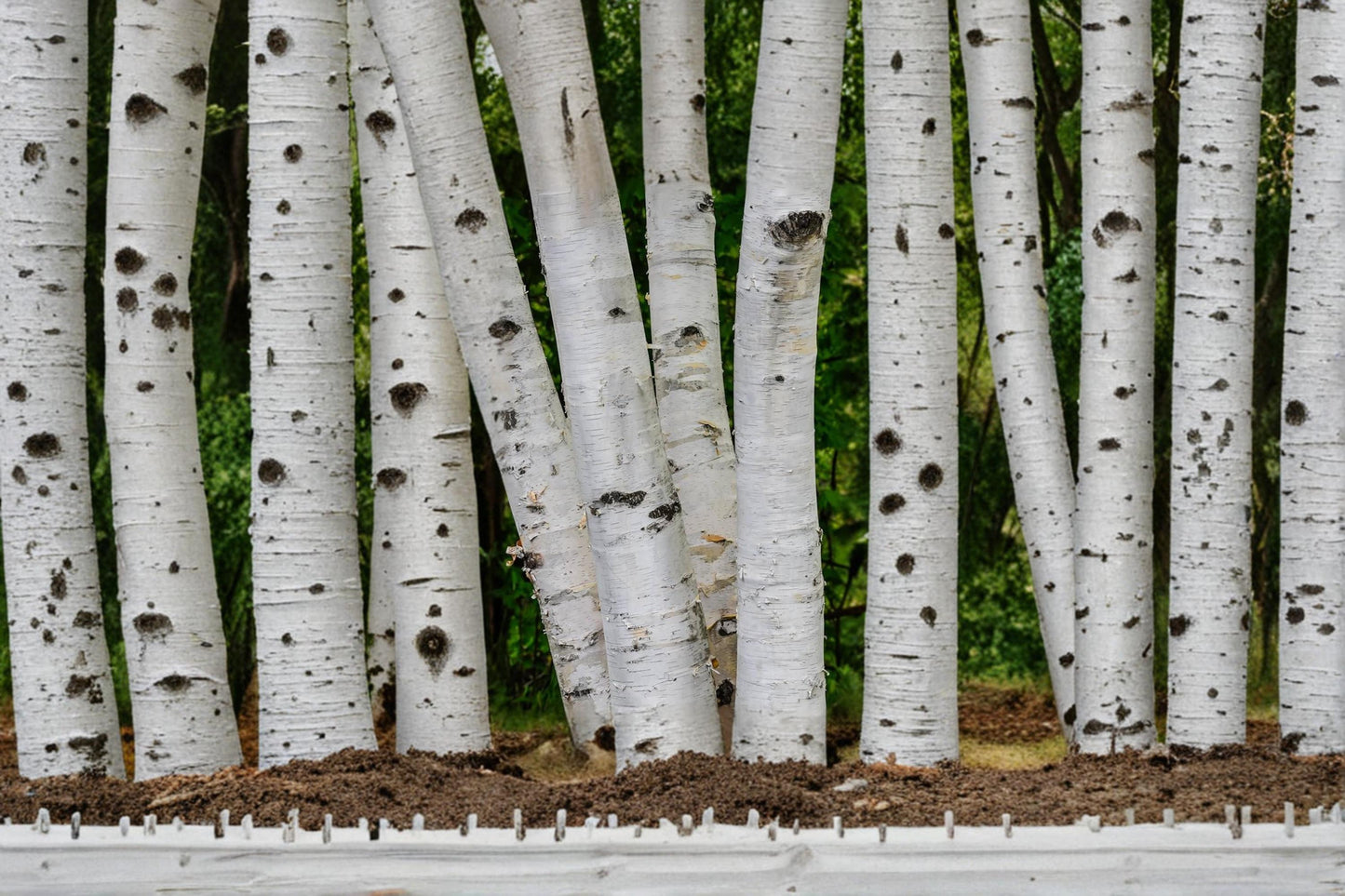 White Paper Birch Seeds – Betula papyrifera, Deciduous Tree for Landscaping and Garden Planting