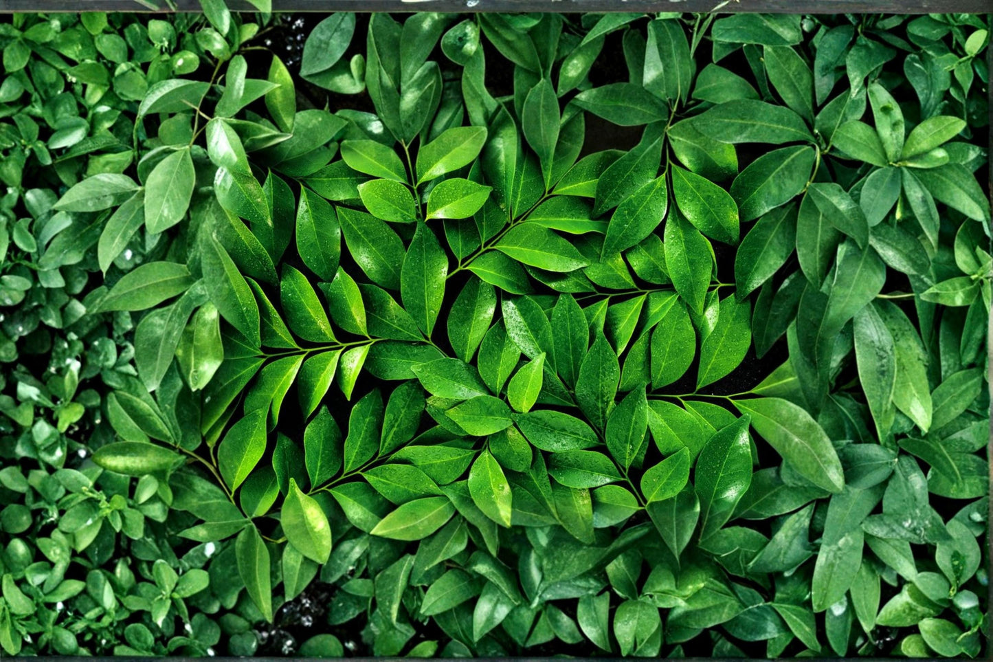 Tea Plant Seeds – Camellia sinensis Evergreen Shrub for Garden & Container Growing, 12 Seeds