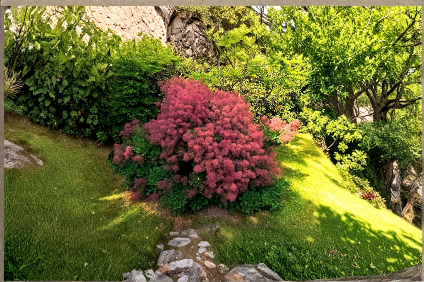 Smoke Tree Seeds – Cotinus coggygria, Deciduous Shrub, Ornamental Flowering Plant, Garden and Landscape Plant