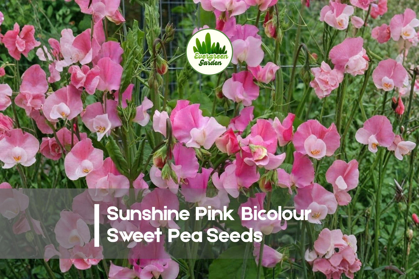 Sunshine Pink Bicolour Sweet Pea Seeds – Fragrant Climbing Vine with Pink & White Blooms, Lathyrus odoratus, 50+ Seeds