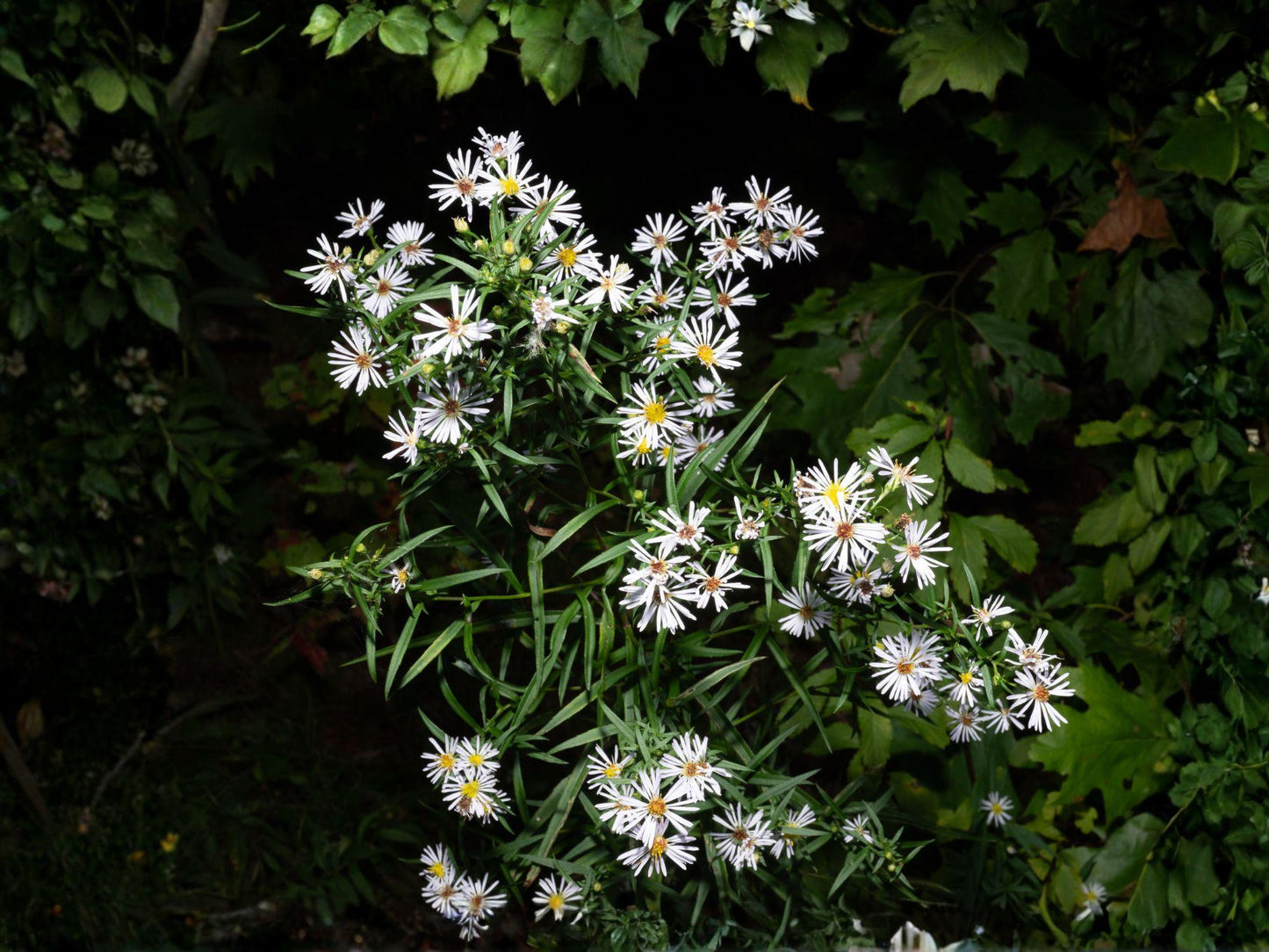 Panicled Aster Seeds, Symphyotrichum Lanceolatum, Wildflower, Perennial, White Flowers, Native Plant, 100 Seeds