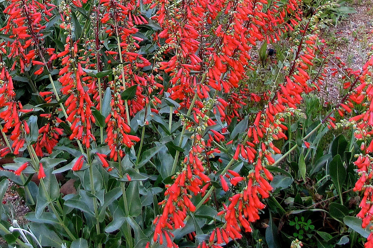 Firecracker Red Penstemon Seeds – Penstemon eatonii Wildflower Perennial for Pollinator Gardens