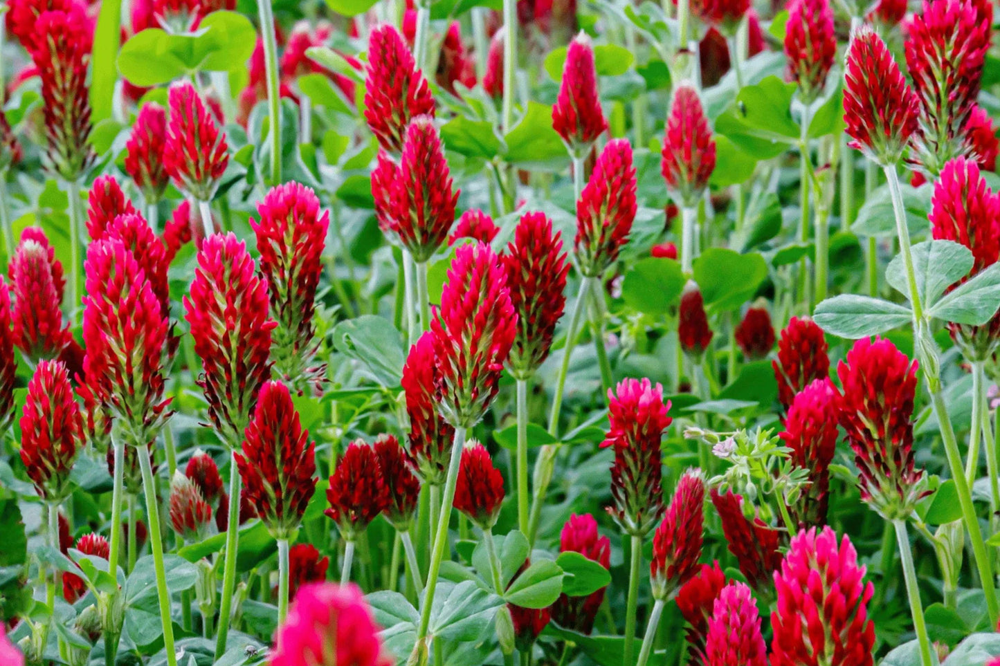 Crimson Clover Seeds 1 oz Trifolium incarnatum Red Flower Annual for Gardens, Meadows, Borders