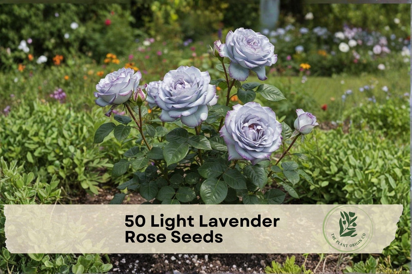 Light Lavender Rose Seeds - Rosa spp. Perennial Flower Seeds for Garden Beds, Borders, Landscape, 50 Pack