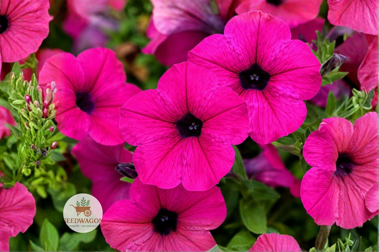 purple petunia seeds, pollinator garden seeds, container petunia seeds, vibrant purple flowers, annual flowering seeds, ground cover petunia, hanging basket seeds, cottage garden plants, butterfly attracting seeds, hummingbird friendly flowers, long blooming petunia, easy grow flower seeds, garden border plants