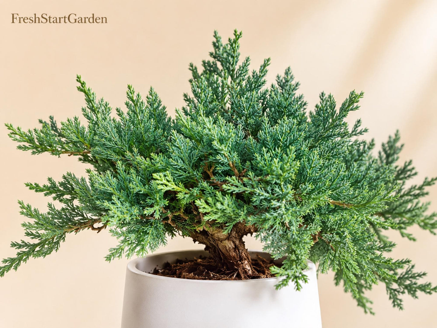 Blue Rug Juniper Bare Root Plant 3-6 Inches Evergreen Ground Cover Juniperus horizontalis Wiltonii