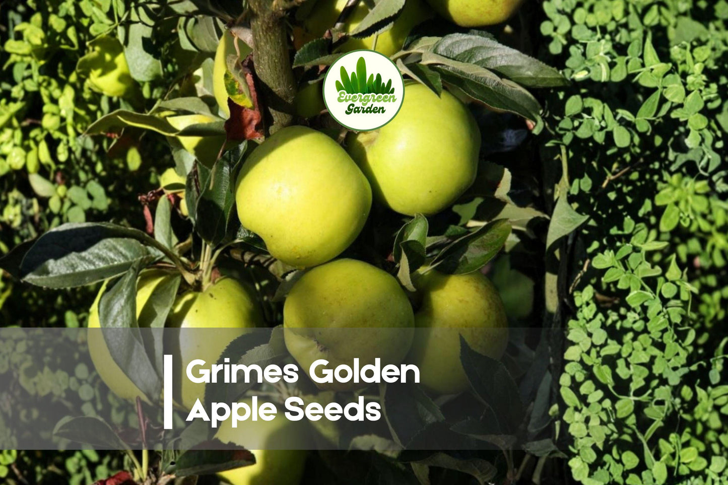 25+ Grimes Golden Apple Seeds - Heirloom Malus domestica for Orchard, Garden & Edible Landscape