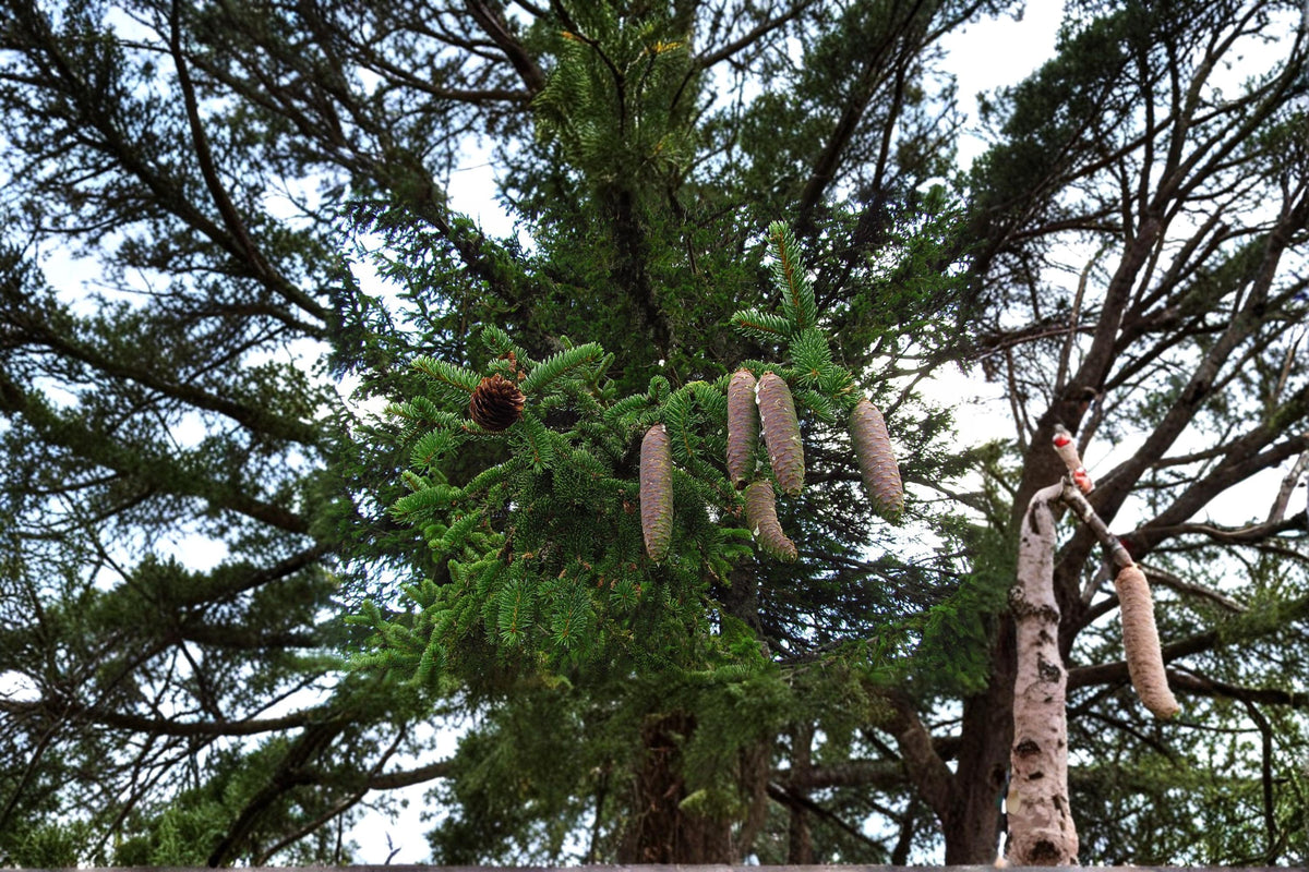 Norway Spruce Seeds – Picea abies Evergreen Conifer Tree for Landscaping & Garden Planting