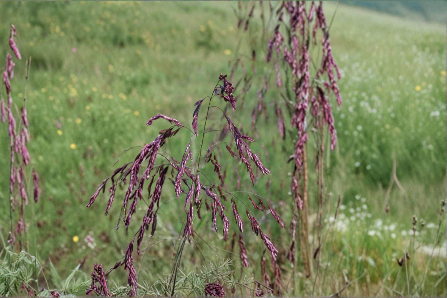 Purpletop Tridens Grass Seed – Ornamental Native Grass with Purple-Tinted Seed Heads – Tridens flavus