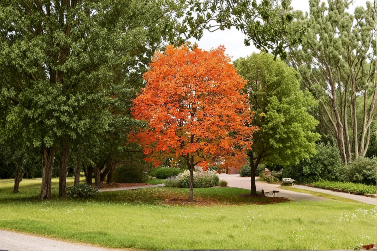 Sugar Maple Seedling – Acer saccharum – Deciduous Garden Tree for Outdoor Planting