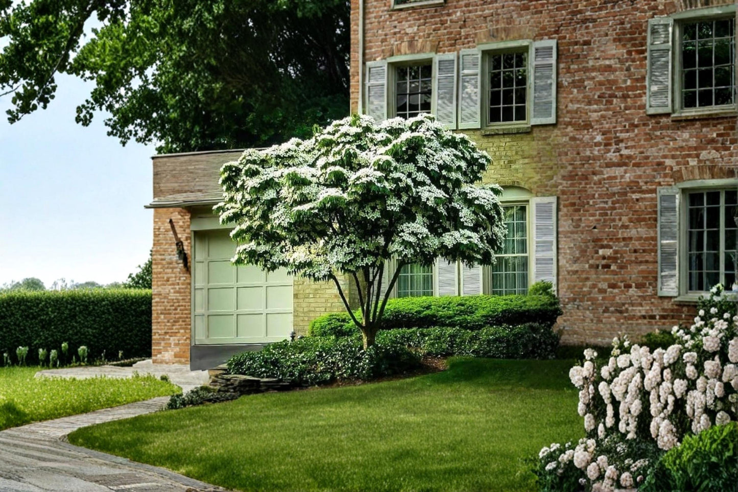 Kousa Dogwood Seedling – Cornus kousa Ornamental Flowering Tree for Garden and Landscape Planting