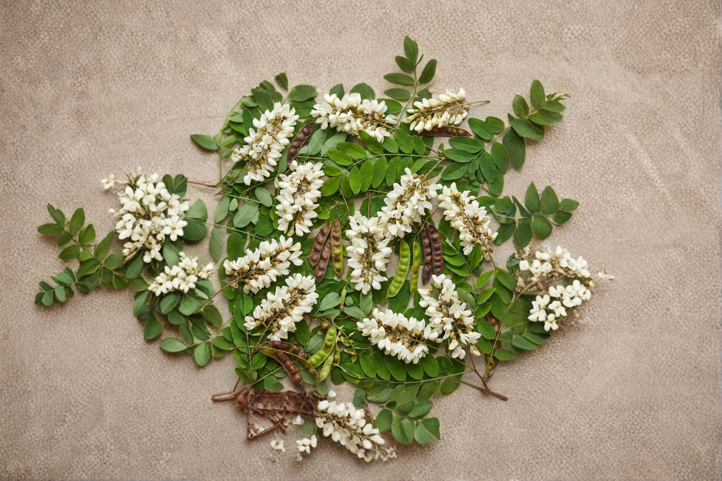 Black Locust Tree Seeds – Robinia pseudoacacia, Flowering Deciduous Tree, Garden & Landscape Plant, 50 Seeds