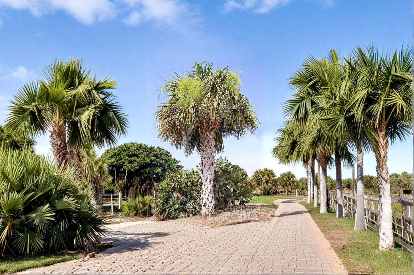 Palmetto Seeds, Sabal palmetto, Fan Palm Tree, Tropical Landscape, Garden Tree, Outdoor Planting, 10 Seeds