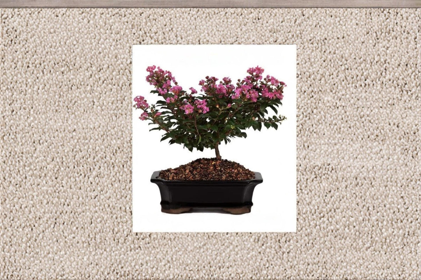 Crape Myrtle Bonsai Tree Seeds – Flowering Ornamental Tree – Lagerstroemia indica – Container & Landscape Plant