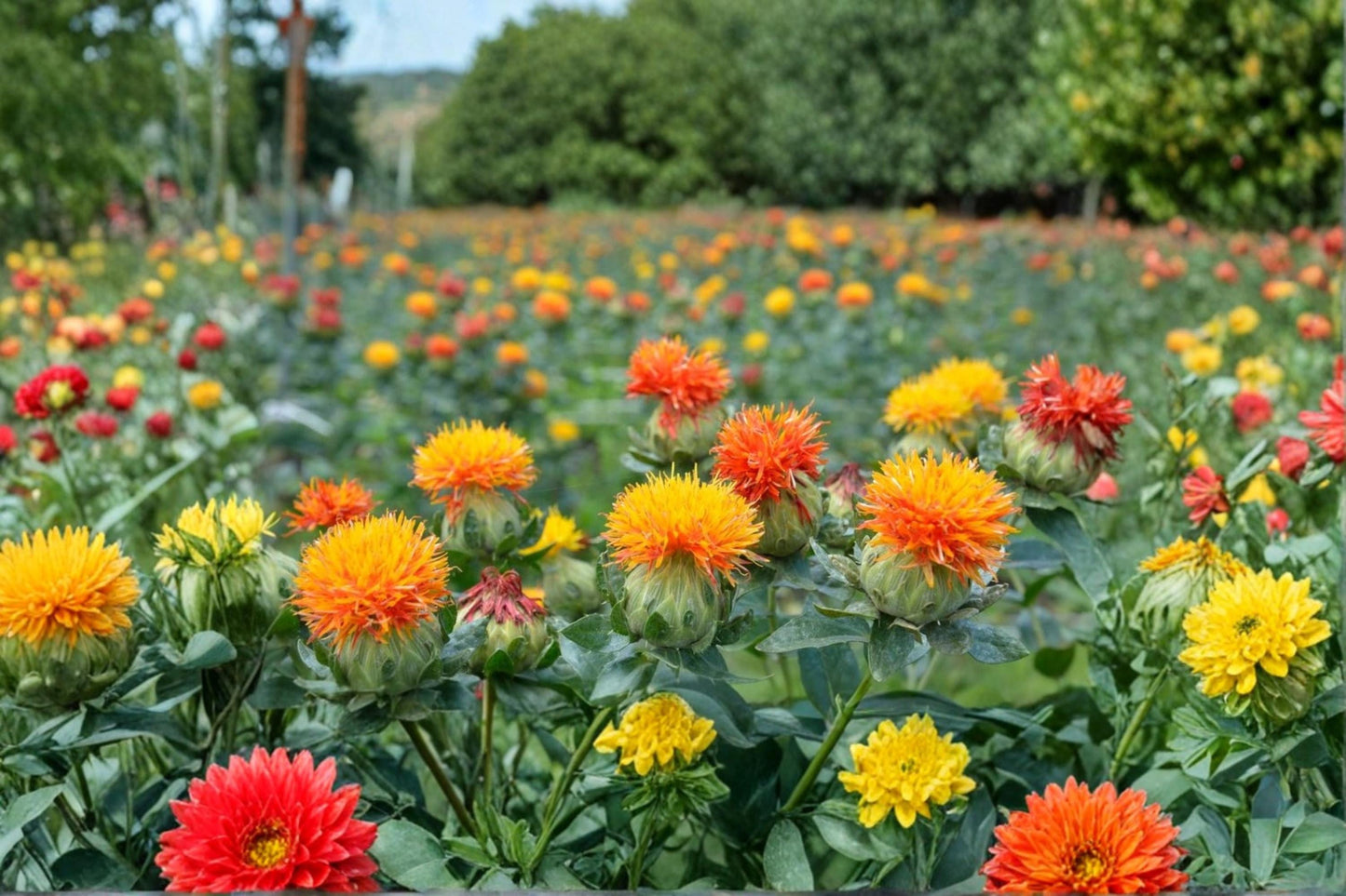 Zanzibar Safflower Seeds – Mixed Color Carthamus tinctorius Flowering Annual for Gardens & Bouquets