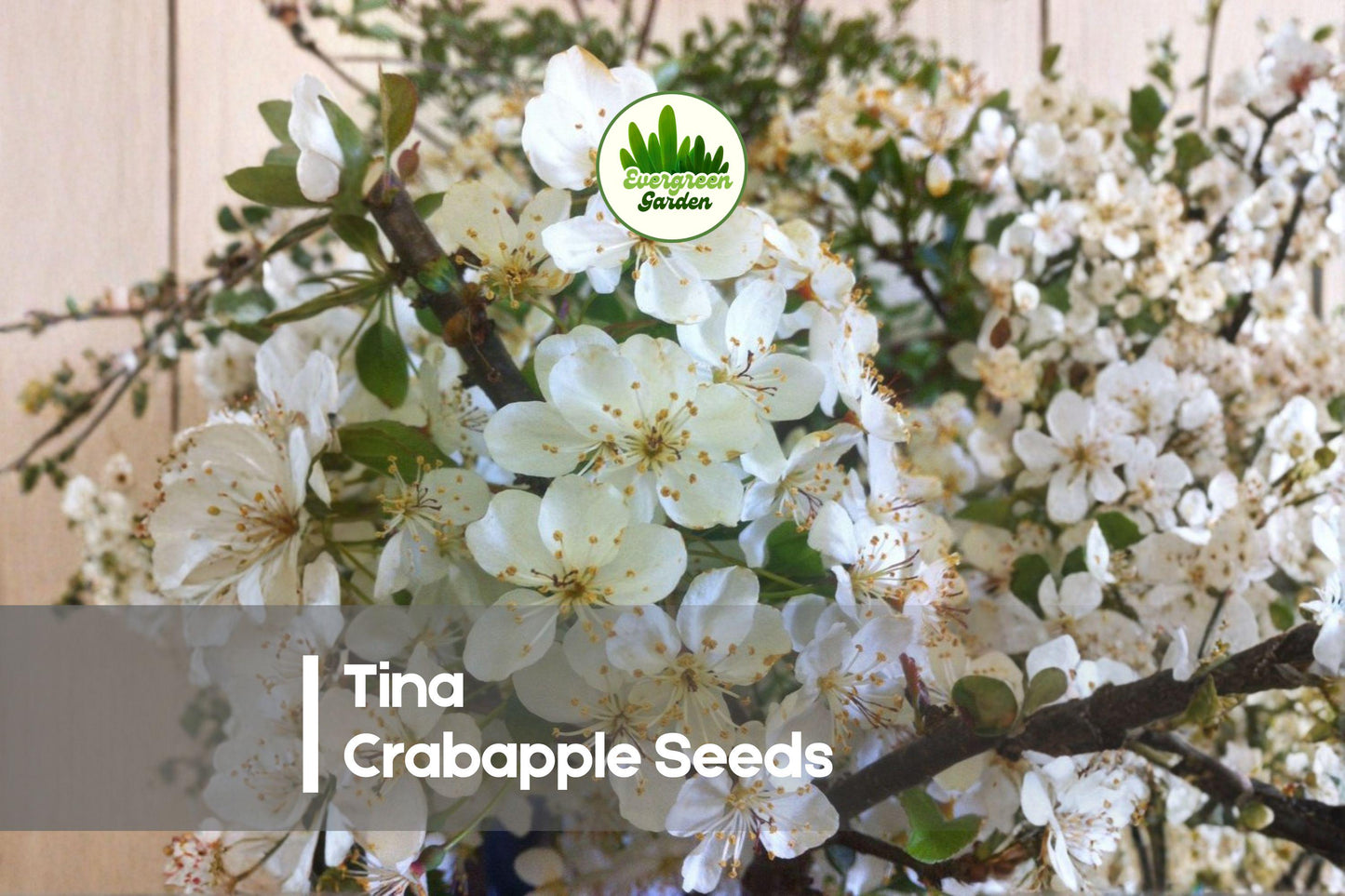 25+ Tina Crabapple Seeds - Compact Ornamental Tree with White Blossoms & Red Fruit | Malus sargentii 'Tina'