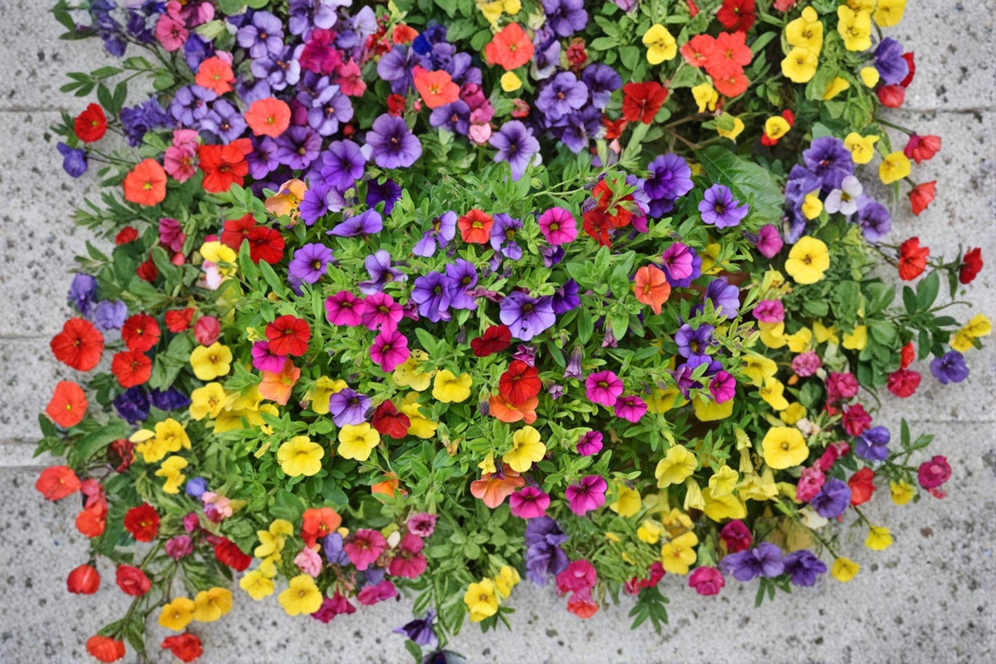 Petunia Seeds Mixed Color – Petunia × atkinsiana, 200+ Non-GMO Flower Seeds for Garden Beds, Containers & Hanging Baskets