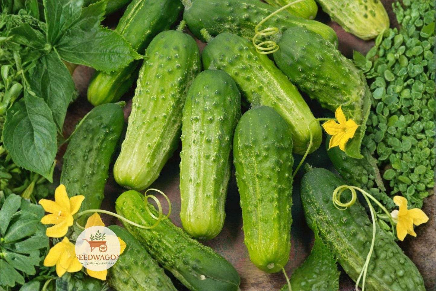 heirloom cucumber seeds, pickling cucumber variety, non-GMO vegetable seeds, garden cucumber seeds, vining cucumber seeds, crisp cucumber seeds, fresh eating cucumber, pickle making seeds, outdoor garden seeds, container gardening seeds, heirloom vegetable seeds, summer harvest seeds, vegetable garden seeds