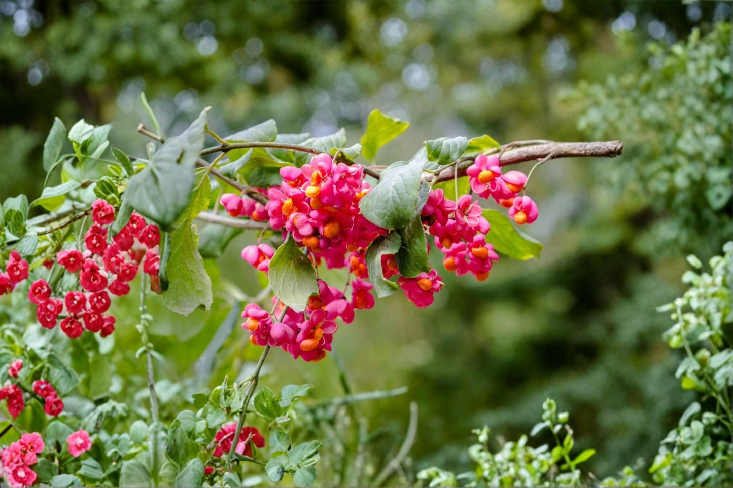 Spindle Tree Seeds 10 Pack Euonymus latifolius Ornamental Deciduous Shrub for Gardens & Landscaping