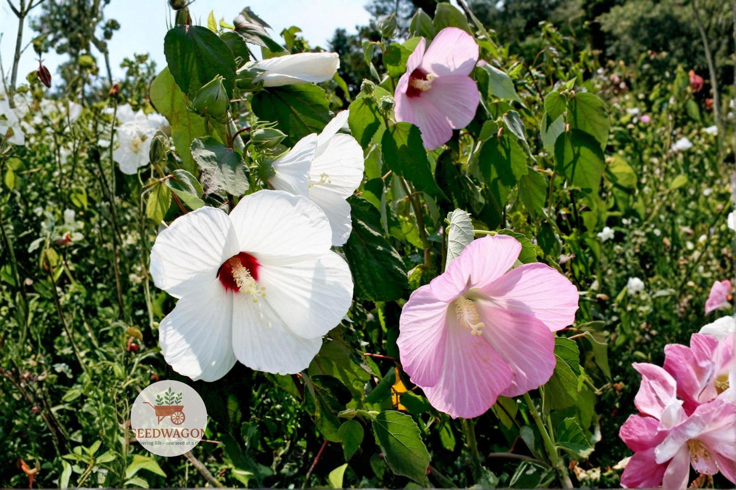 swamp rose mallow seeds, hibiscus flower seeds, perennial garden seeds, pollinator friendly plants, wetland plant seeds, giant hibiscus blooms, native perennial seeds, rain garden plants, tropical looking flowers, summer flowering seeds, water garden plants, pink white hibiscus, hardy perennial seeds