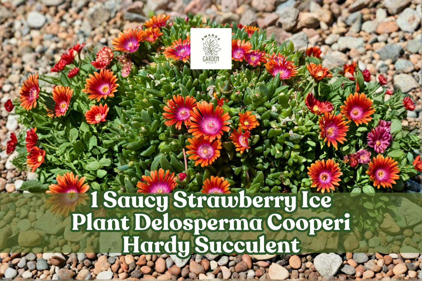Saucy Strawberry Ice Plant Delosperma cooperi Hardy Drought-Tolerant Succulent Ground Cover