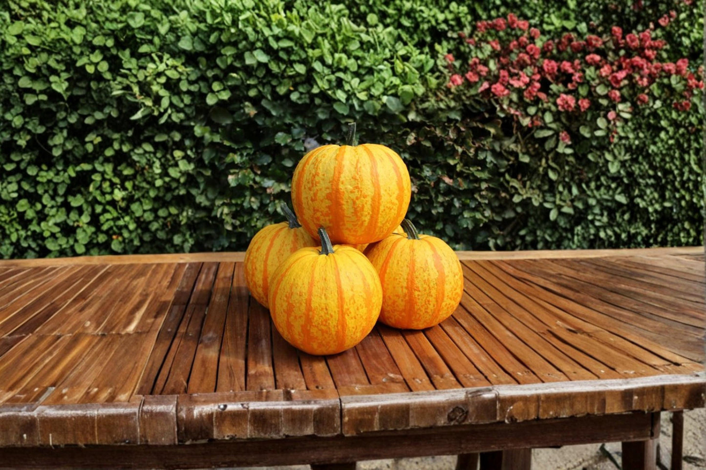 Fireball Pumpkin Seeds – Ornamental Cucurbita pepo, Bright Orange-Red Decorative Gourd, Fall Garden, Halloween Decor