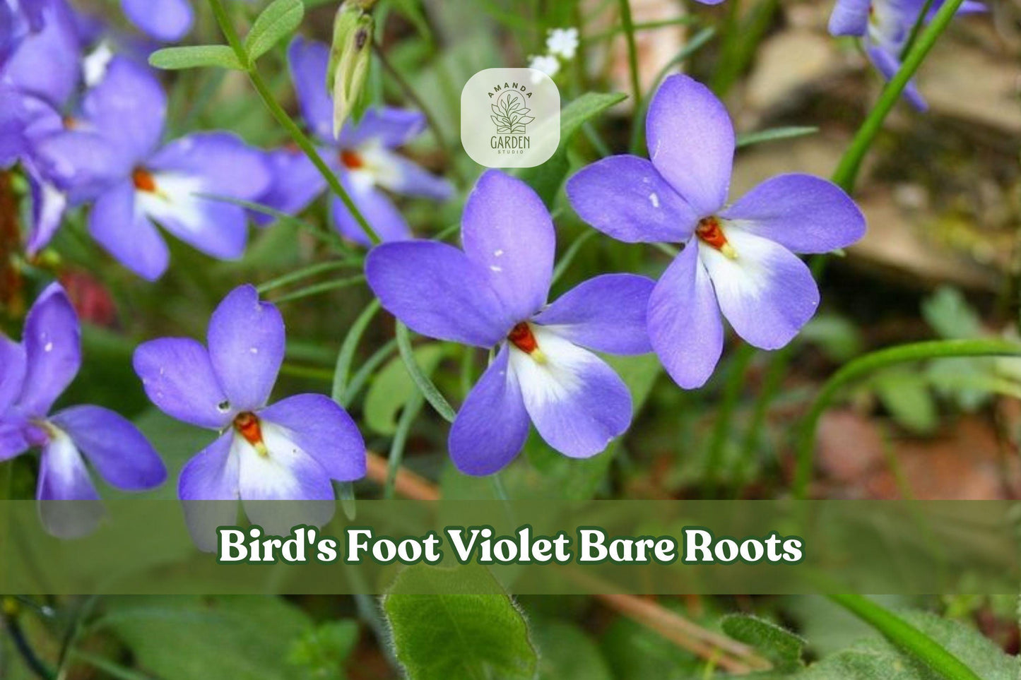 Bird's Foot Violet Bare Roots | Native Wildflower, Rock Garden, Pollinator Plant | Viola pedata