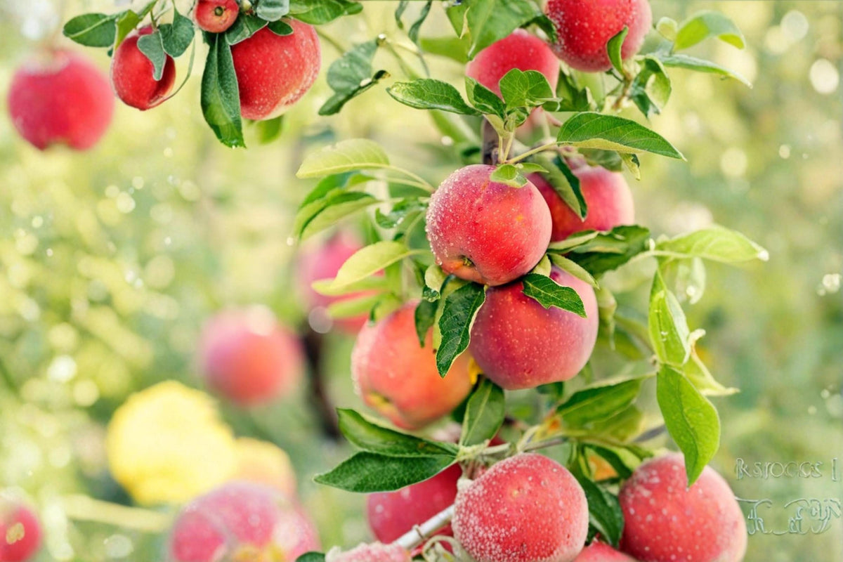 Apple Tree Seeds – Malus pumila, Deciduous Fruit Tree for Garden, Orchard, Edible Landscape, 30 Seeds