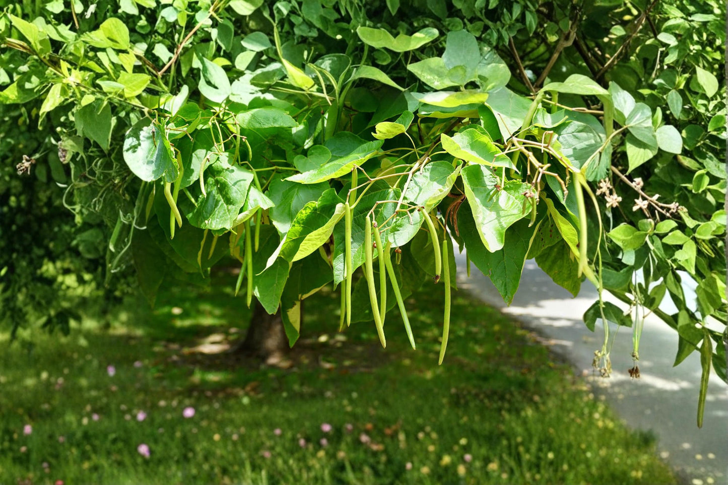 Catalpa Tree Seeds 50 Pack | Catalpa speciosa | Ornamental Shade Tree with Large Heart-Shaped Leaves & Spring Flowers
