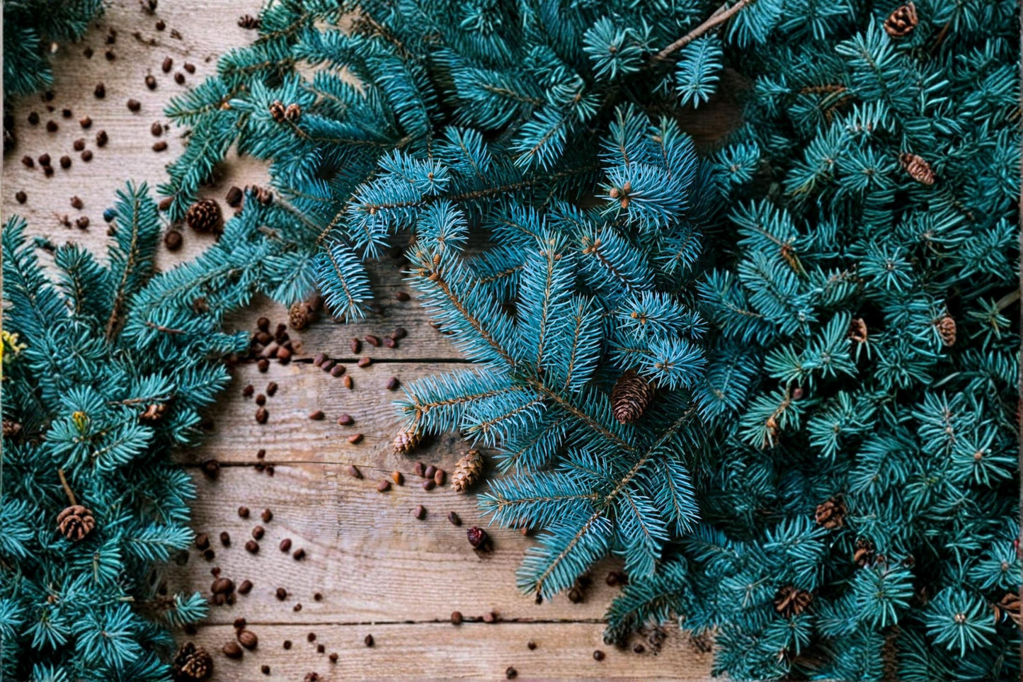 Blue Spruce Seeds – Picea pungens Evergreen Conifer Tree for Landscaping and Bonsai Cultivation