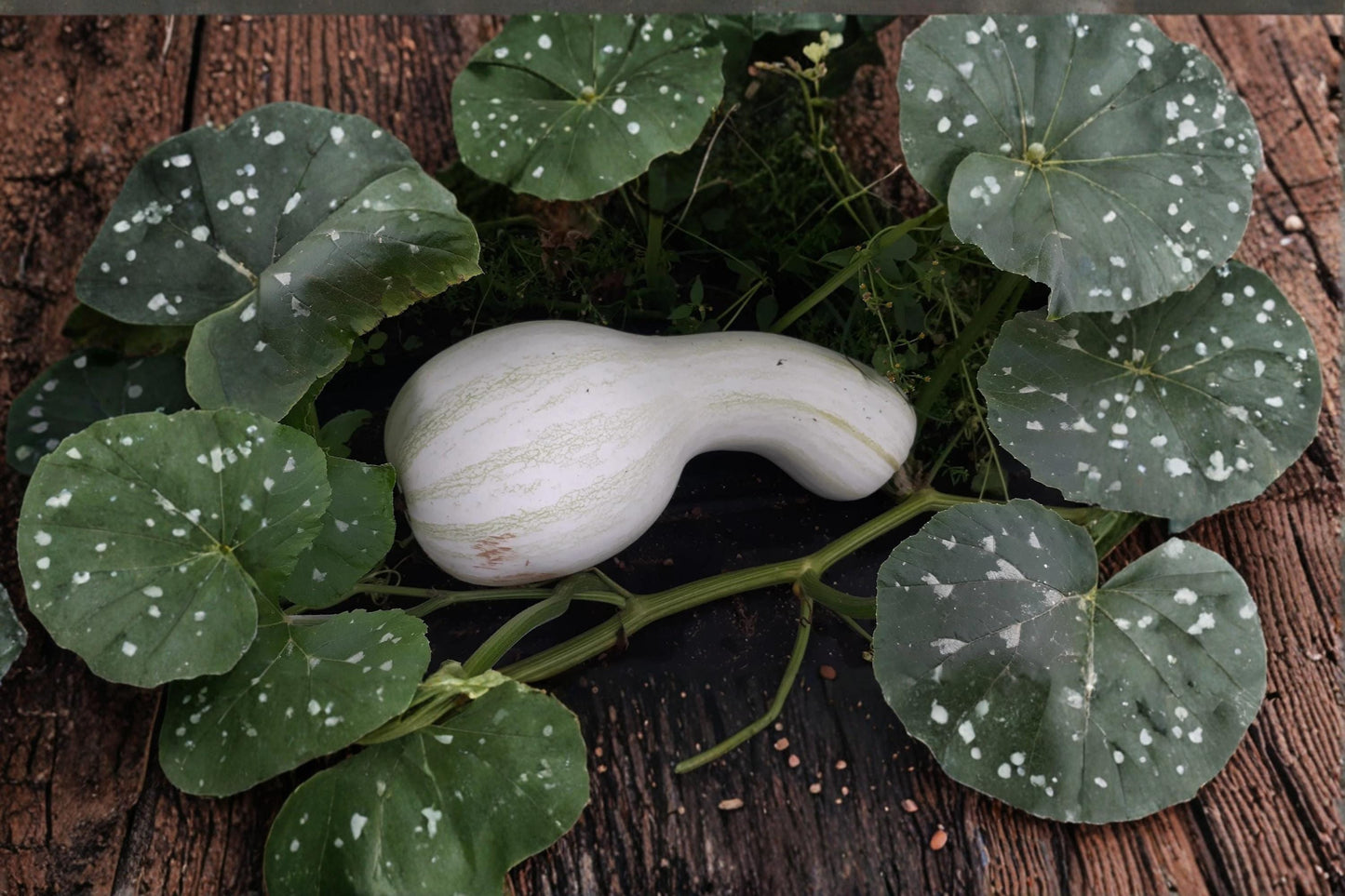 White Cushaw Gourd Seeds – Rare Heirloom Squash Variety, Cucurbita argyrosperma, Vine Vegetable, Full Sun, Garden & Open Space