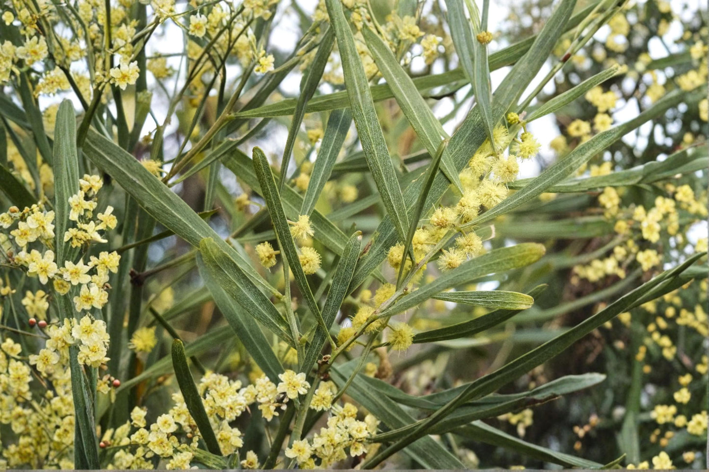 Hop Wattle Seeds – Acacia stricta Native Tree with Yellow Flowers, Australian Native Plant for Gardens and Landscapes