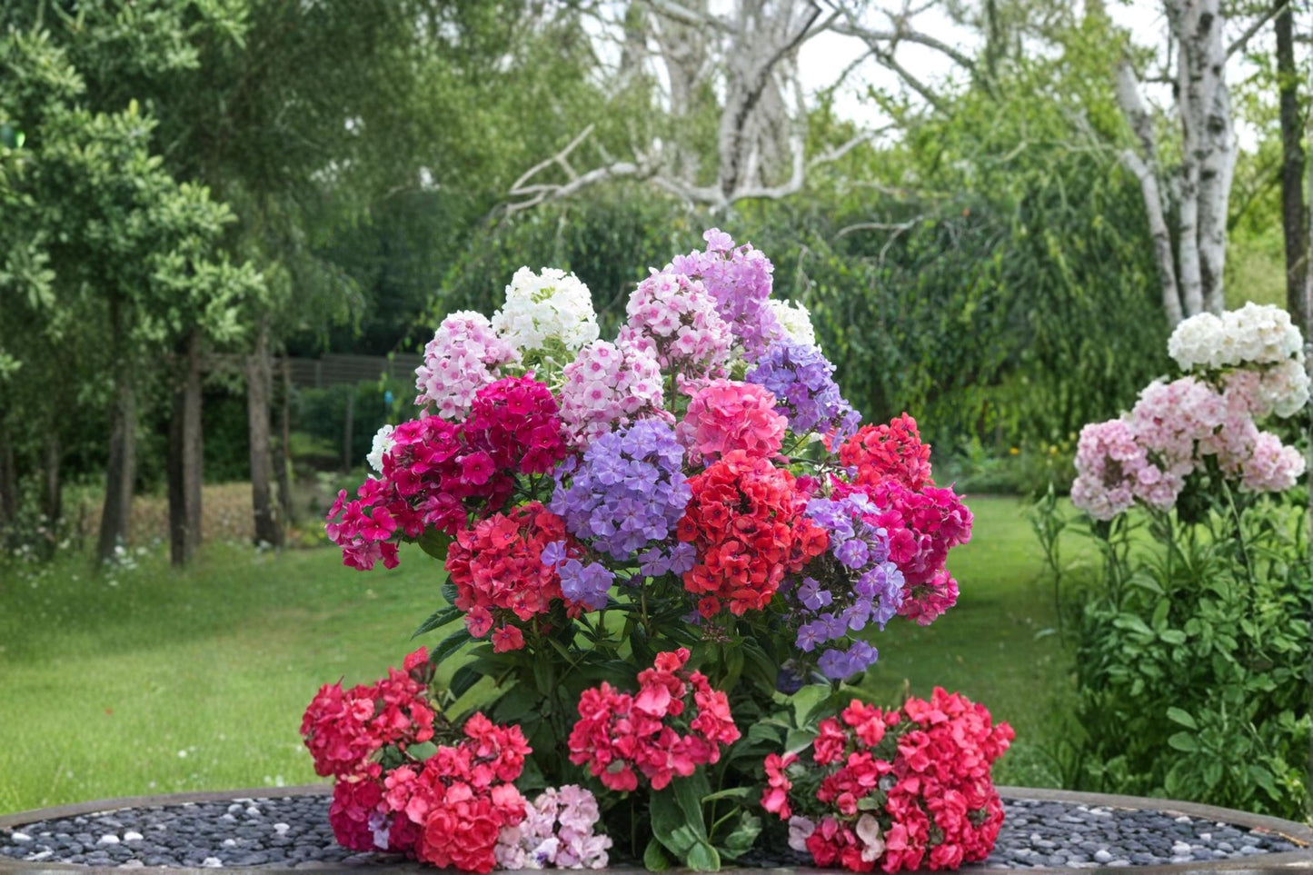 Tall Garden Phlox Root – Phlox paniculata Perennial Flower for Borders & Pollinator Gardens