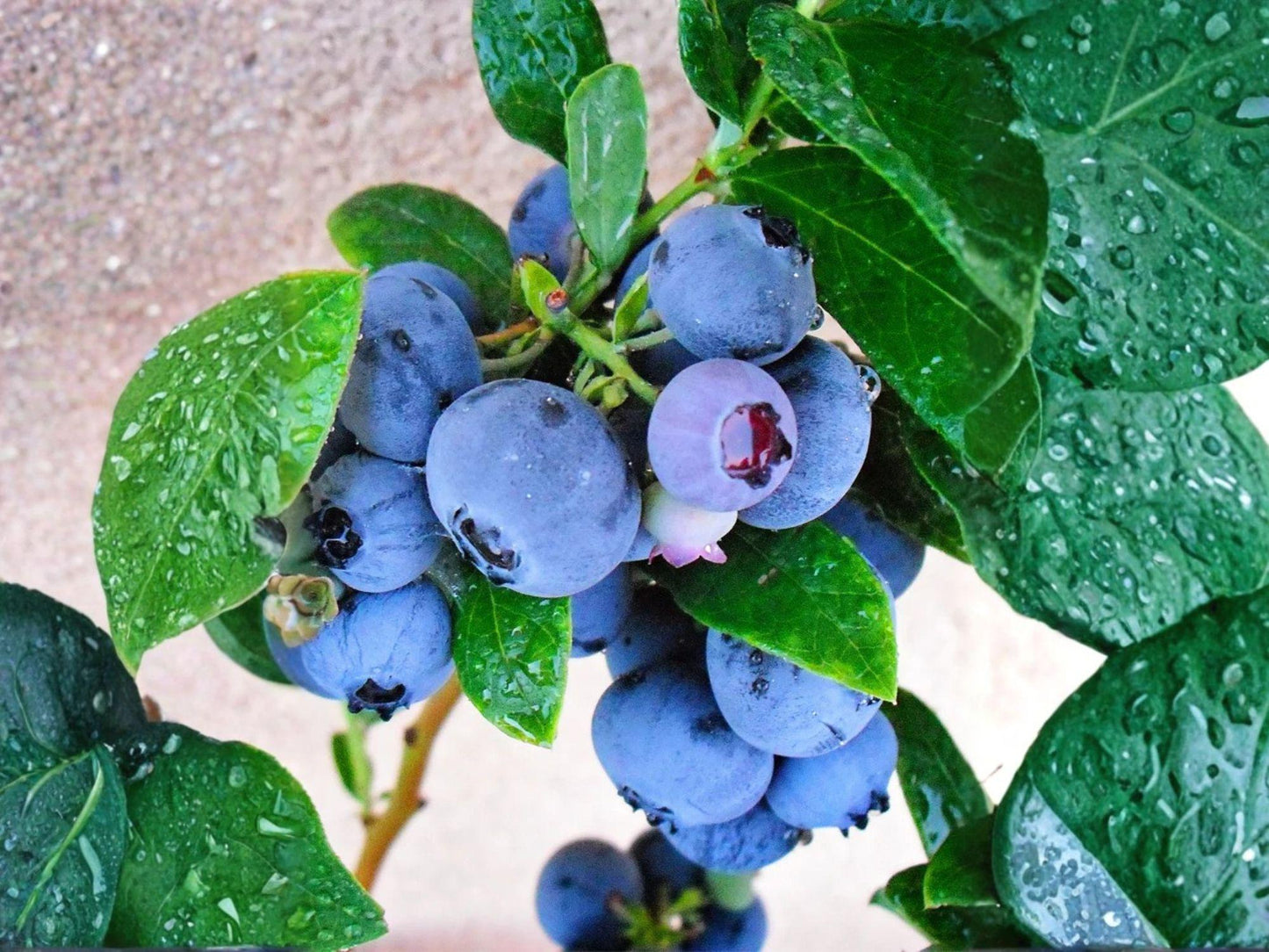 Emerald Blueberry Vaccinium corymbosum Live Starter Plant | Edible Berry Bush for Garden & Containers