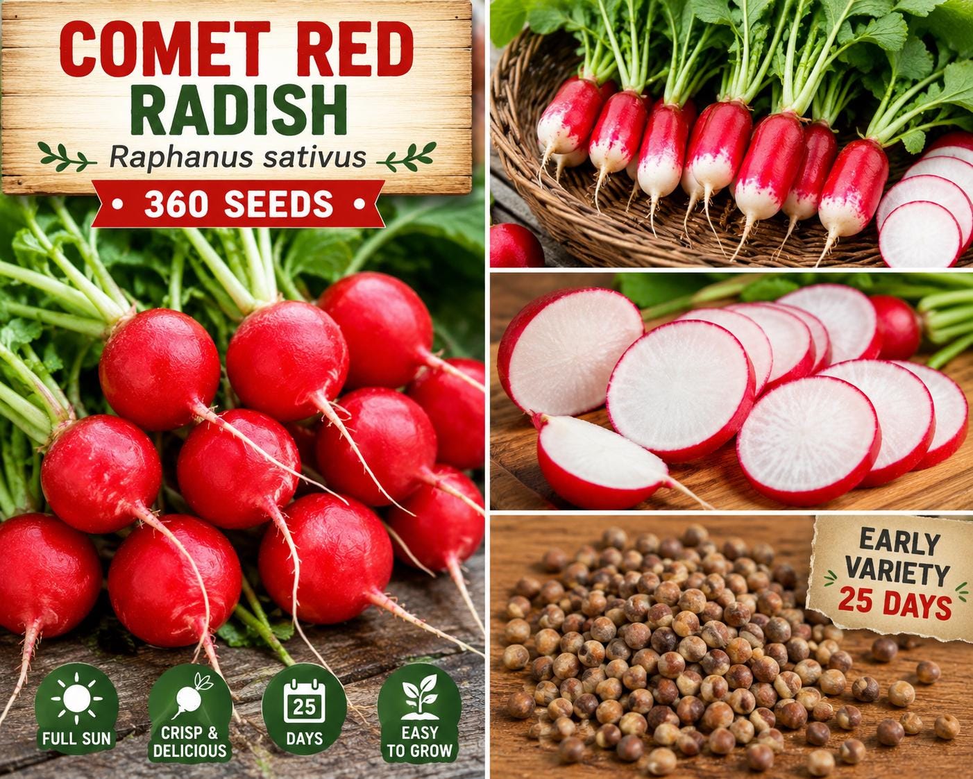 Comet Red Radish Seeds – Raphanus sativus, Crisp White Flesh, Fast-Maturing Annual Vegetable, Full Sun, 360 Seeds